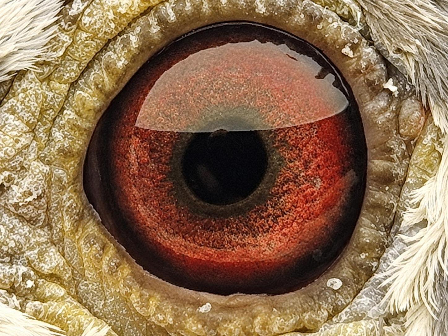 Pigeon eye